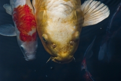 fish III