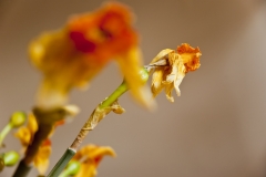 narcissus